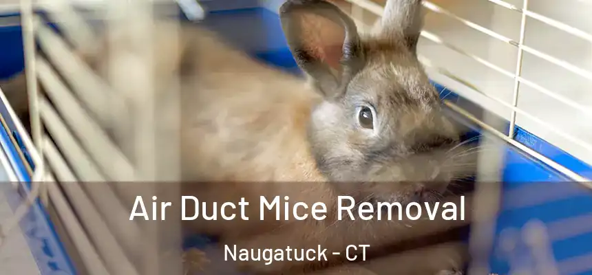  Air Duct Mice Removal Naugatuck - CT